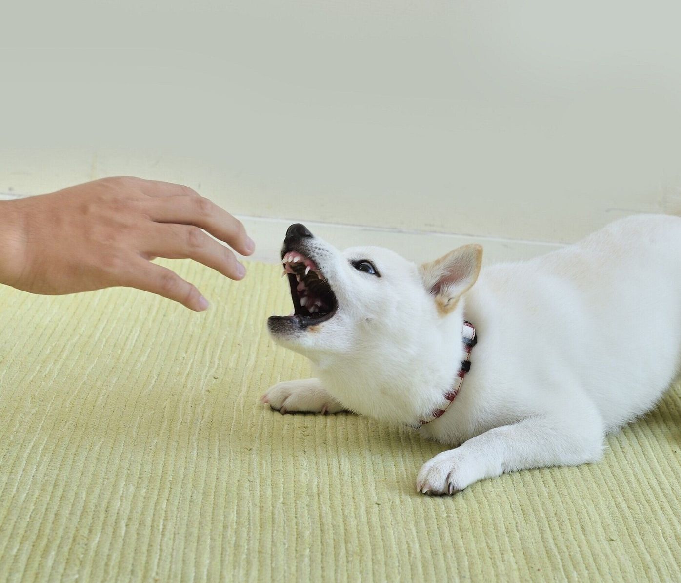 犬の 人への噛みグセ を悪化させる してはいけない対応3選 いぬのきもちweb Magazine